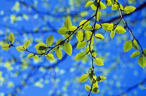 Spring leaves, Irving Nature Park, Saint John, New Brunswick, NB, Canada - Britannica ImageQuest