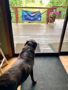 Barrie's dog Hana, wanting to go outside