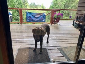 Barrie's dog Hana, wanting to come inside