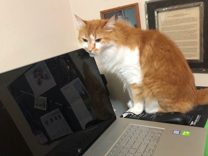 Barrie's cat Oscar - entirely satisfied with the "Stay Home, Stay Healthy" order