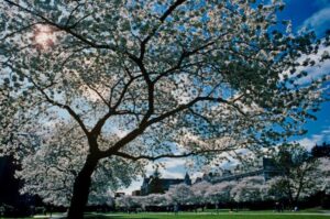 Spring cherry blossoms on the University of Washington campus - Britannica ImageQuest