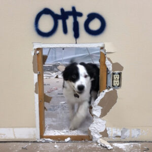 Otto the Maintenance Dog helping with the tear-down project