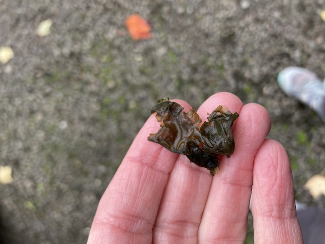 Closeup of nostoc on the WSA parking lot - Karen Mattick photo