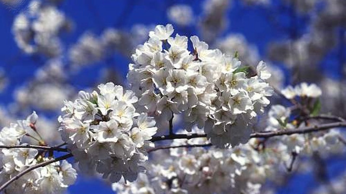 Cherry tree blossoms - Britannica ImageQuest