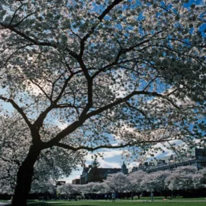 Spring cherry blossoms on the University of Washington campus - Britannica ImageQuest